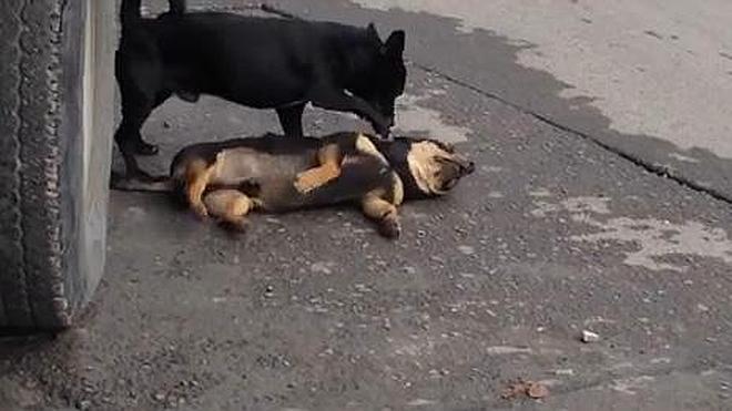 El intento desesperado de un perro de reanimar a su compañero muerto