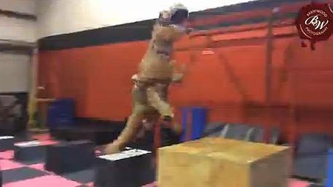 La técnica del parkour de un dinosaurio