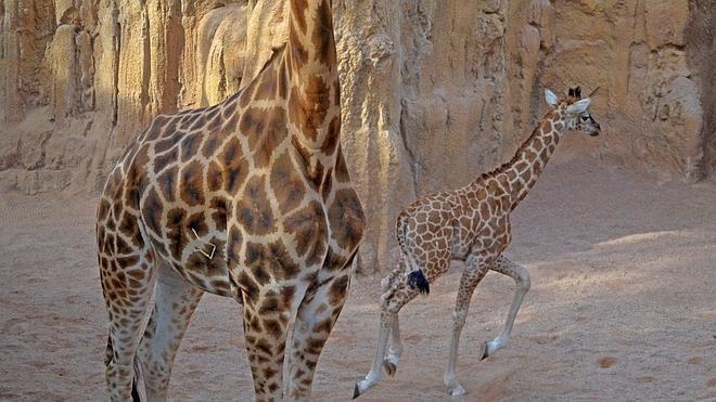 La bebé jirafa del Bioparc ya está a la vista del público