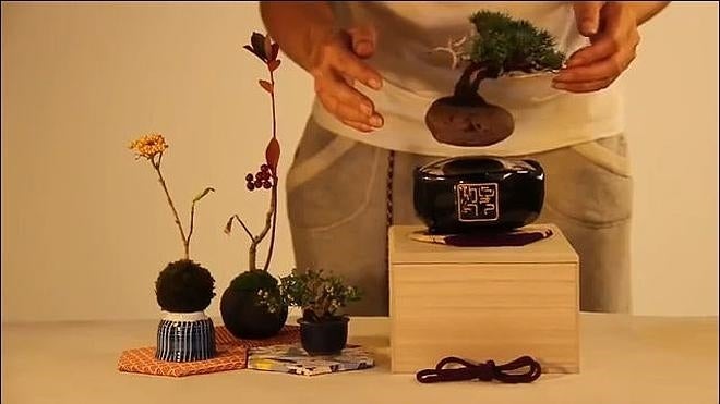 El 'crowdfounding' de los bonsáis flotantes