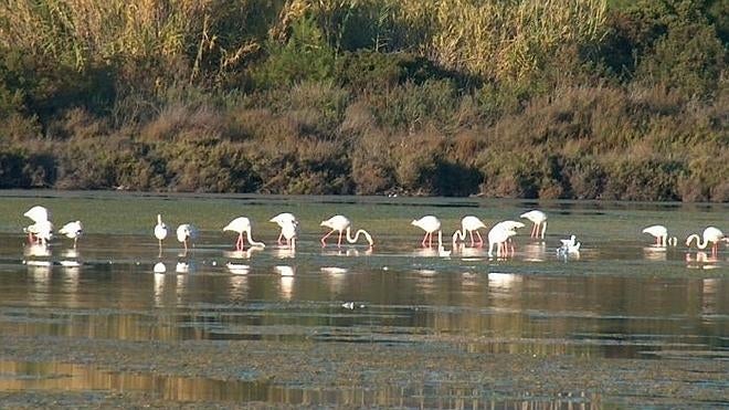 El aumento de temperaturas retiene a los flamencos todo el año en Les Salines