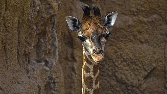 La pequeña jirafa del Bioparc se llamará Lluna
