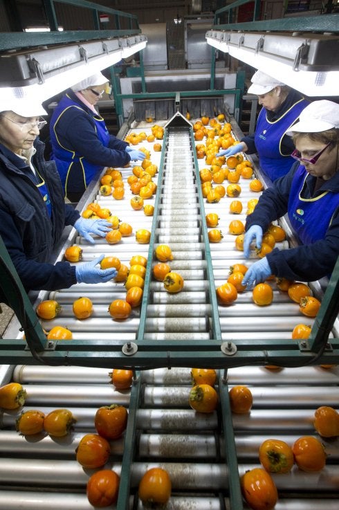 ¿Por qué hay tantos caquis en la frutería?