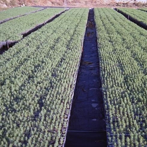 Vaersa ofrece 15 puestos de trabajo en viveros forestales