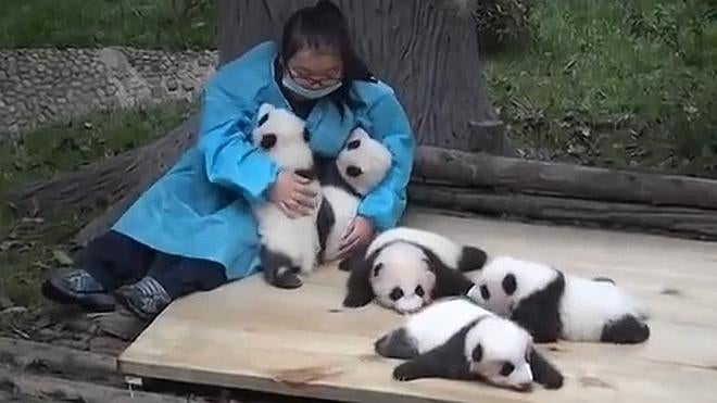 El trabajo más tierno del mundo