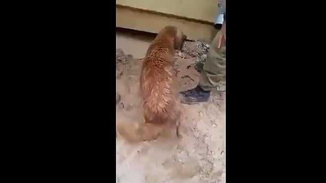 Salva a sus crías atrapadas en una inundación