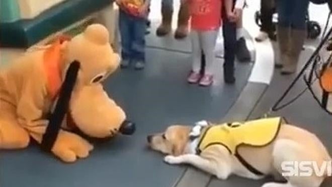 El emotivo encuentro de un perro con Pluto