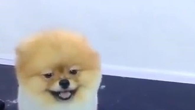 Boo, el perrito que disfruta en la peluquería