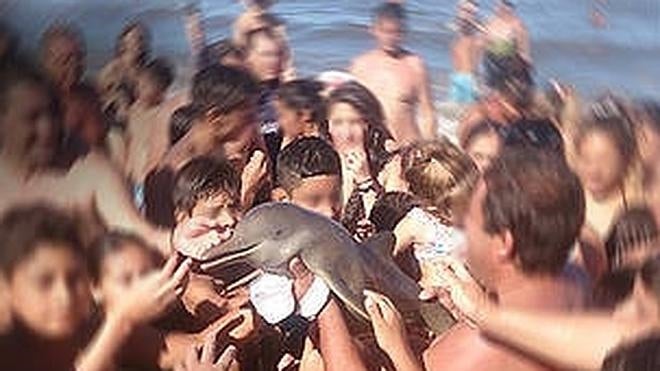 Decenas de turistas matan a una cría de delfín por hacerse selfies con ella