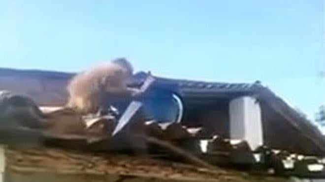 Un mono armado crea el pánico en Brasil