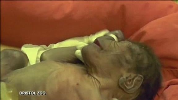 Un ginecólogo consigue salvar a una gorila practicándole una cesárea