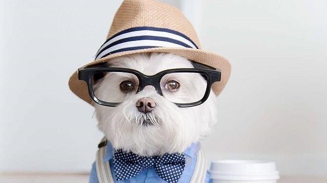 Toby, el perro más hipster de Instagram