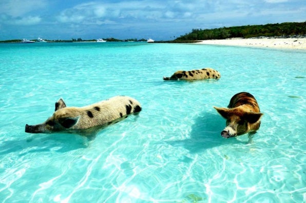 Conoce la isla de los cerdos nadadores en las Bahamas