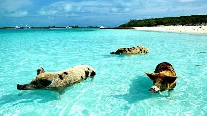 Conoce la isla de los cerdos nadadores en las Bahamas