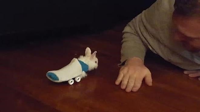 El tierno conejito que utiliza silla de ruedas