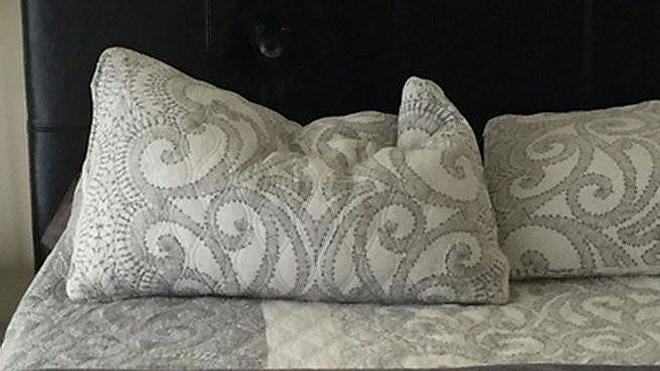 ¿Eres capaz de encontrar al animal camuflado en la imagen?