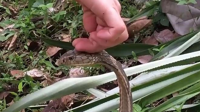 Un joven arriesga su vida al tocar dos cobras rey con la mano