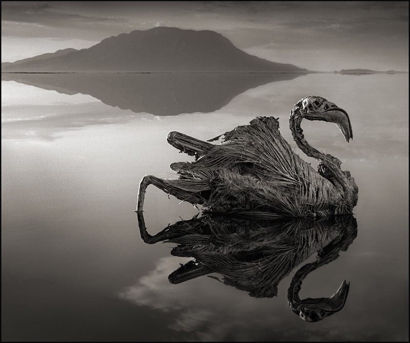 El lago que petrifica animales