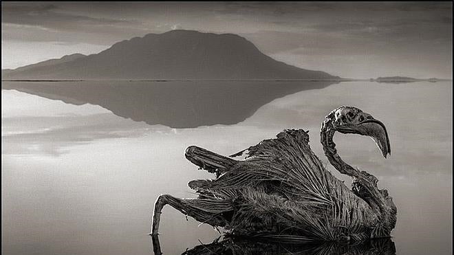 El lago que petrifica animales