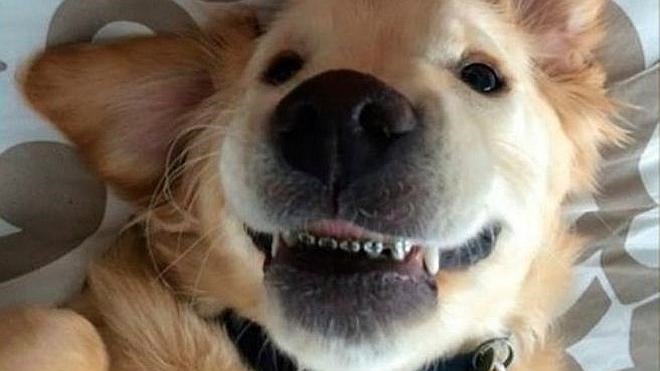 El perro que lleva 'brackets'