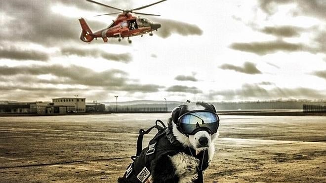 Piper, el controlador aéreo canino