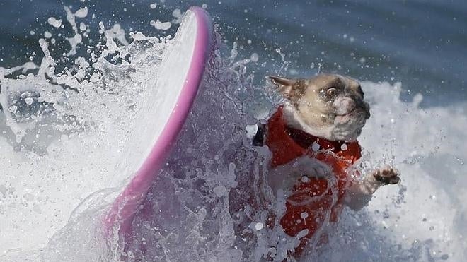 El surf para perros, un deporte de moda
