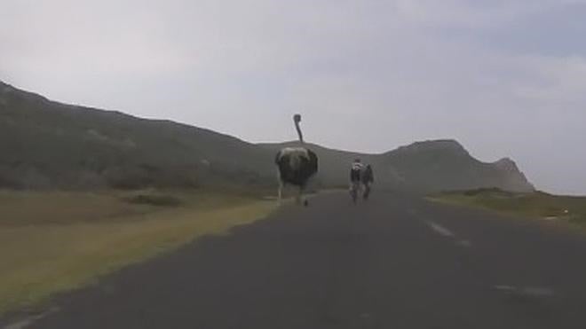 Una avestruz persigue a un grupo de ciclistas