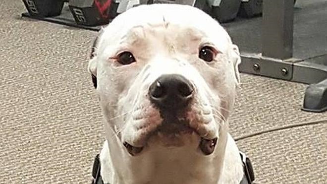 Jake, de perro abandonado a bombero oficial