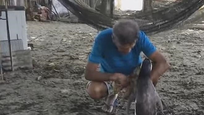 El pingüino que recorre 8.000 kilómetros para rencontrarse con su salvador