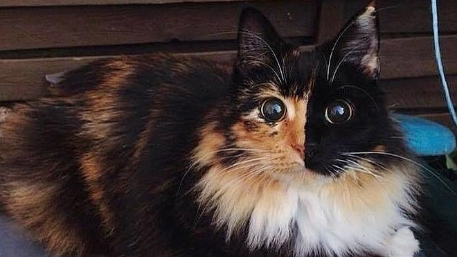 Jasmine, la gatita ciega que enternece con su mirada