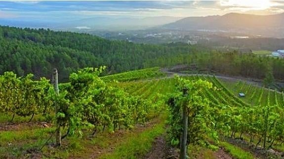 Los vinos gallegos de Rías Baixas visitaron Valencia