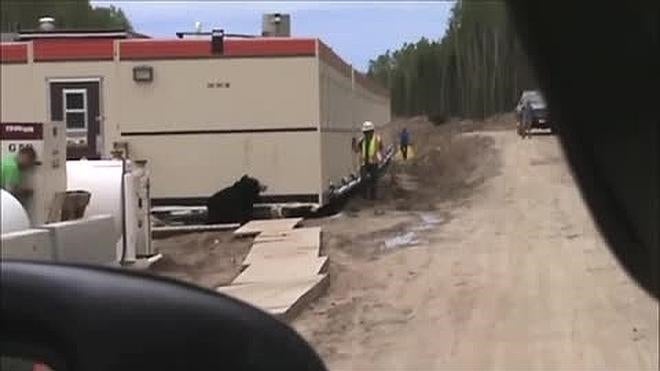 Se disfraza de oso para asustar a sus compañeros y termina así