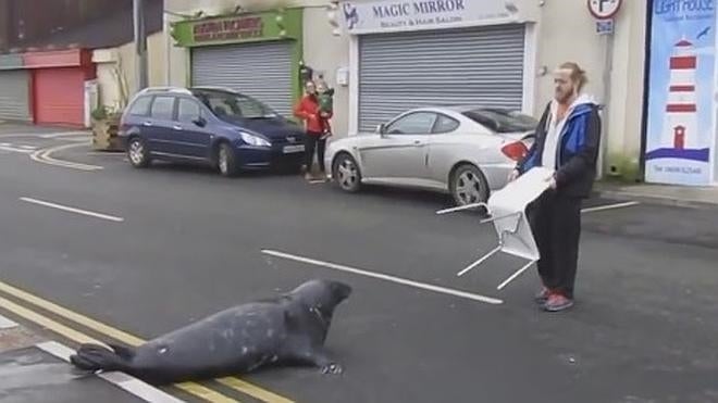 Una foca sale del agua para probar el marisco de un restaurante