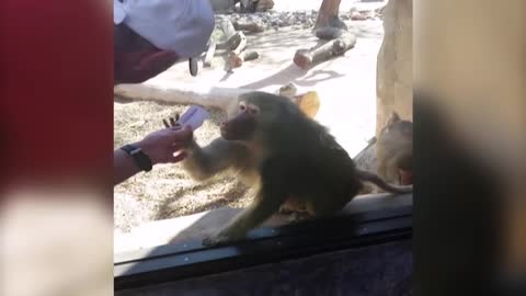 Así reacciona un babuino a un truco de magia