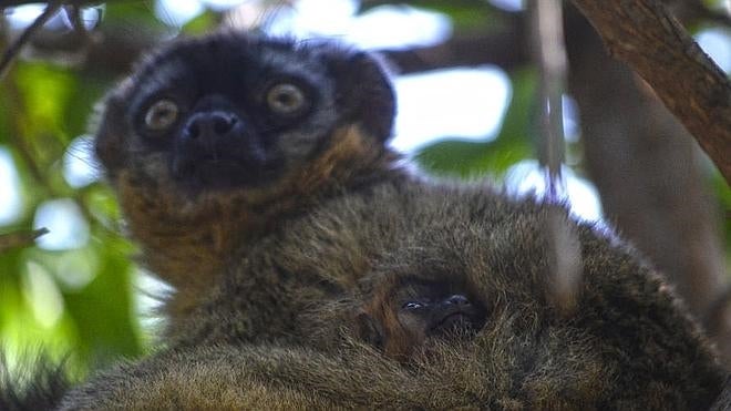 El nacimiento de un lémur frentirrojo da la bienvenida a la primavera en el Bioparc