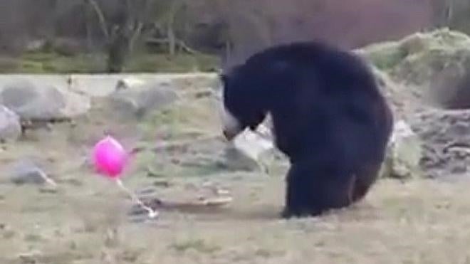 Los osos pardos descubren qué es un globo