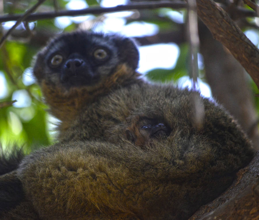 El nacimiento de un lémur frentirrojo da la bienvenida a la primavera en el Bioparc