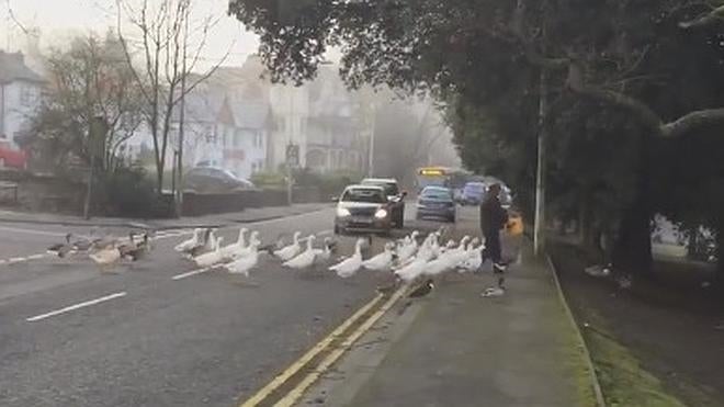 ¿Patos amaestrados?