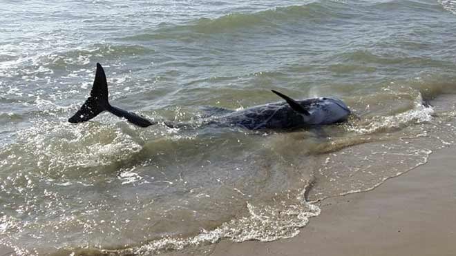 Mueren dos delfines calderón varados en una playa de Burriana