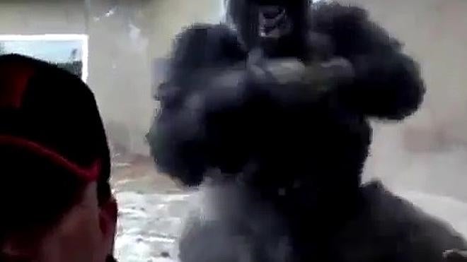 La sorprendente reacción de un gorila a un selfie