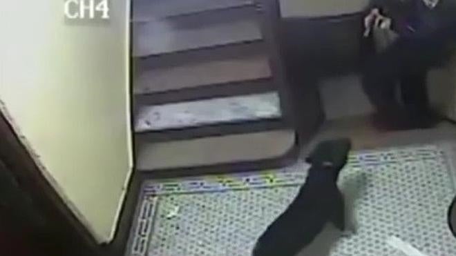 Un policía mata a un perro inofensivo