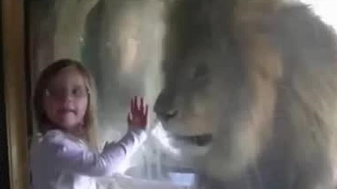 La reacción de un león al recibir un beso