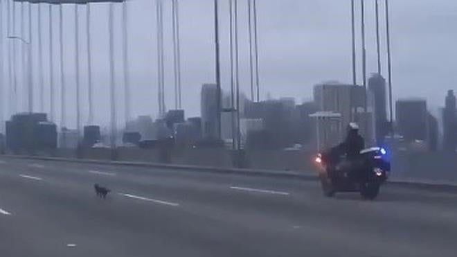 La policía de California tras un chihuahua