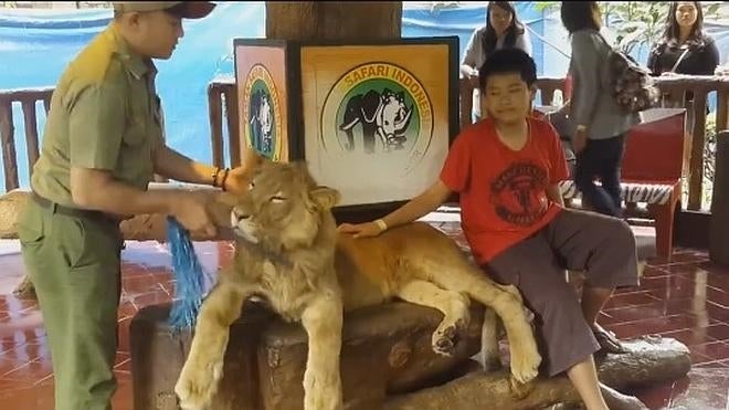 Un león convertido en manso