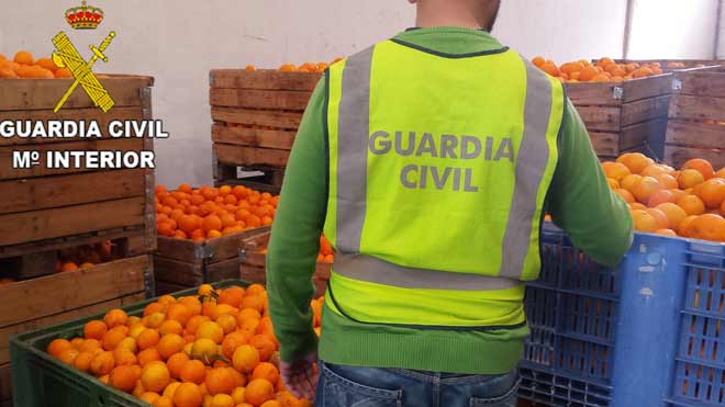 Esclarecen el robo de 31.500 kilos de naranjas en Valencia