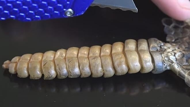 ¿Qué hay dentro de la cola de una serpiente cascabel?