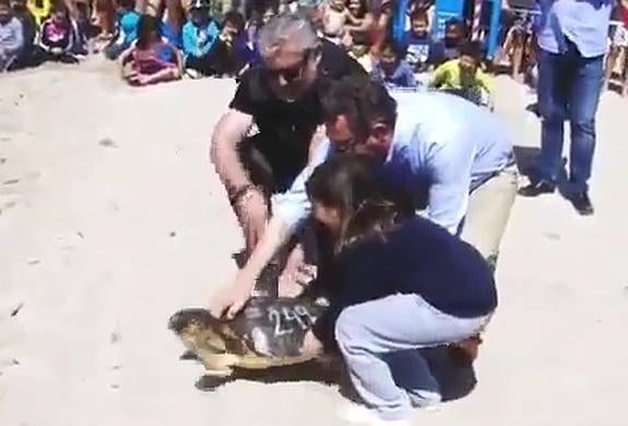 Liberan tres tortugas bobas en la Playa de Poniente de Benidorm