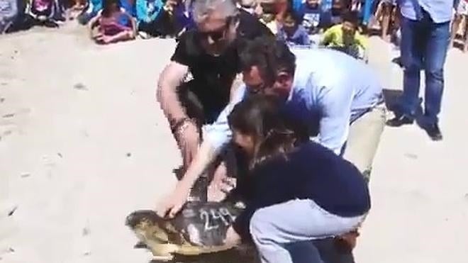 Liberan tres tortugas bobas en la Playa de Poniente de Benidorm