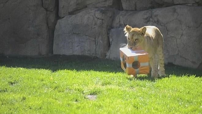 La leona Shanga cumple un año en Bioparc Valencia