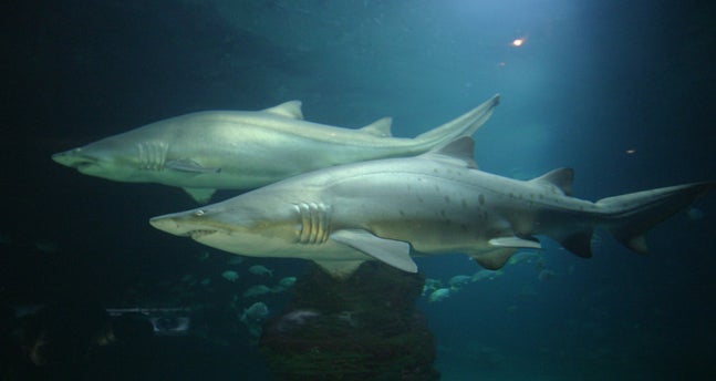 Dos ejemplares de tiburones toro llegados de Florida llegan a l'Oceanogràfic